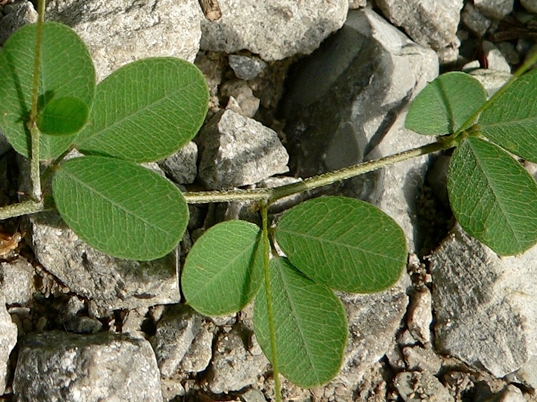 {Lespedeza repens}